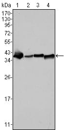 Figure 1: Western blot analysis using NPM mouse mAb against SMMC-7721 (1), HepG2 (2), Hela (3) and HEK293 (4) cell lysate.