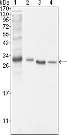 Figure 1: Western blot analysis using BCL10 mouse mAb against NIH/3T3 (1), Hela (2), MCF-7 (3) and Jurkat (4) cell lysate.