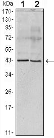Figure 1: Western blot analysis using Apoa5 mouse mAb against human serum (1) and Apoa5 recombinant protein (2).
