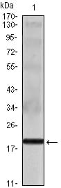 Figure 1: Western blot analysis using IL16 mouse mAb against IL16 recombinant protein.
