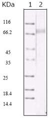Figure 1: Western blot analysis using KSHV ORF45 mouse mAb against KSHV ORF45 recombinant protein.