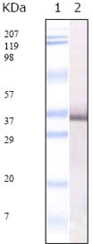 Figure 1: Western blot analysis using SARS-E2GP3 mouse mAb against SARS-E2GP3 recombinant protein.