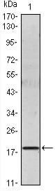 Figure 1: Western blot analysis using IL6 mouse mAb against IL6 recombinant protein.