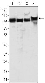 Figure 1: Western blot analysis using MSH2 mouse mAb against Hela (1), A549 (2), A431 (3) and HEK293 (4) cell lysate.
