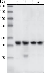 Figure 1: Western blot analysis using CHK1 mouse mAb against A431 (1), Hela (2), NIH/3T3 (3) and K562 (4) cell lysate.