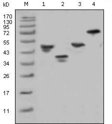 Figure 1: Western blot analysis using GST mouse mAb against various fusion protein with GST tag.