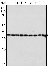 Figure 1: Western blot analysis using GAPDH mouse mAb against Hela (1), A549 (2), A431 (3), MCF-7 (4), K562 (5), Jurkat (6), HL60 (7), SKN-SH (8) and SKBR-3 (9) cell lysate.