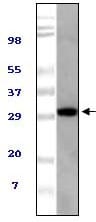 Figure 1: Western blot analysis using TUG mouse mAb against NIH/3T3 cell lysate.
