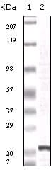 Figure 1: Western blot analysis using FGF2 mouse mAb against truncated FGF2 recombinant protein.