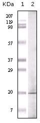 Figure 1: Western blot analysis using GLP mouse mAb against GLP recombinant protein.