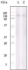 Figure 1: Western blot analysis of Jurkat (1) and NIH/3T3 (2) cell lysate using EphB6 mouse mAb.