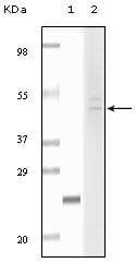 Figure 1: Western blot analysis using Fibulin5 mouse mAb against truncated fibulin5 recombinant protein (1) and Hela cell lysate (2).