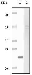 Figure 1: Western blot analysis using fibulin5 mouse mAb against truncated fibulin5 recombinant protein (1) and Hela cell lysate (2).