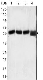 Figure 1: Western blot analysis using LCK mouse mAb against MOLT-4 (1), CCRF-CEM (2), CCRF-HSB-2 (3) and Jurkat (4) cell lysate.
