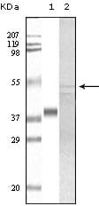 Figure 1: Western blot analysis using GSK3 alpha mouse mAb against truncated GSK3 alpha recombinant protein (1) and A549 cell lysate (2).