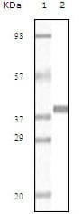 Figure 1: Western blot analysis using Myoglobin mouse mAb against truncated Myoglobin recombinant protein(AA: 2-154).