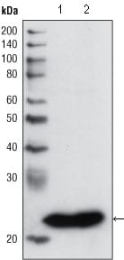 Figure 1: Western blot analysis using GSTP1 mouse mAb against PC3 cell lysate (1) and human cerebellum tissue lysate (2).