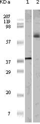Figure 1: Western blot analysis using ELK1 mouse mAb against truncated ELK1 recombinant protein (1) and K562 cell lysate (2).