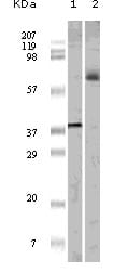 Figure 1: Western blot analysis using ELK1 mouse mAb against truncated ELK1 recombinant protein (1) and K562 cell lysate (2).
