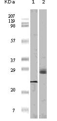 Figure 1: Western blot analysis using 4E-BP1 mouse mAb against truncated 4E-BP1 recombinant protein (1) and A431 cell lysate (2).