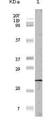 Figure 1: Western blot analysis using 4E-BP1 mouse mAb against truncated 4E-BP1 recombinant protein (1).