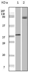 Figure 1: Western blot analysis using BRAF mouse mAb against truncated recombinant Braf (1) and A431 cell lysate (2).