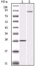 Figure 1: Western blot analysis using IKBKB mouse mAb against truncated IKBKB recombinant protein (1) and K562 cell lysate (2).