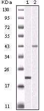Figure 1: Western blot analysis using AURKB mouse mAb against truncated AURKB recombinant protein (1) and SKN-SH cell lysate(2).