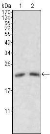 Figure 1: Western blot analysis using ApoM mouse mAb against human serum (1, 2).