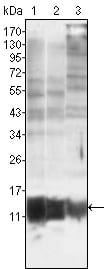 Figure 1: Western blot analysis using S100A10/P11 mouse mAb against MCF-7 (1), HepG2 (2) and Hela (3).