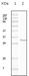 Figure 1: Western blot analysis using CD34 mouse mAb against truncated CD34 recombinant protein.