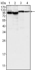 Figure 1: Western blot analysis using BTK mouse mAb against K562 (1), MCF-7 (2), Jurkat (3) and HEK293 (4) cell lysate.
