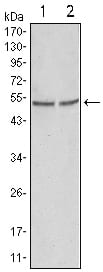 Figure 1: Western blot analysis using GSK3 alpha mouse mAb against Hela (1) and PC-3 cell lysate.