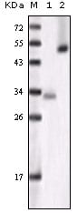 Figure 1: Western blot analysis using GSK3 alpha mouse mAb against truncated GSK3 alpha recombinant protein ?1?and Hela cell lysate (2).