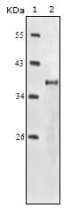 Figure 1: Western blot analysis using IGF1R-Beta mouse mAb against truncated IGF1R-Beta recombinant protein.