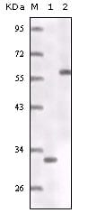 Figure 1: Western blot analysis using ER mouse mAb truncated ER recombinant protein (1) MCF-7 cell lysates (2).