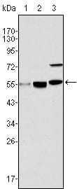 Figure 1: Western blot analysis using MYST1 mouse mAb against Hela (1), HepG2 (2) and SMMC-7721 (3) cell lysate.