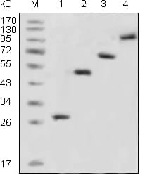 Figure 1: Western blot analysis using GFP mouse mAb against recombinant GFP fusion protein (1) and various recombinant fusion protein with GFP tag (2, 3, 4).