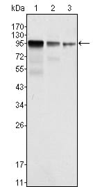 Figure 1: Western blot analysis using FER mouse mAb against NIH/3T3 (1), A549 (2) and SK-MEL-5 (3) cell lysate.