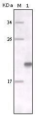 Figure 1: Western blot analysis using MER mouse mAb against fragment MER recombinant protein.