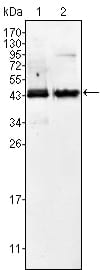 Figure 1: Western blot analysis using AMACR mouse mAb against Jurkat (1) and LNCaP (2) cell lysate.