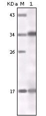 Figure 1: Western blot analysis using IFN-gamma mouse mAb against IFN-gamma recombinant protein.