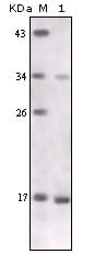 Figure 1: Western blot analysis using TNF-alpha mouse mAb against TNF-alpha recombinant protein.