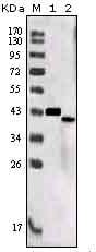 Figure 1: Western blot analysis using SORL1 mouse mAb against truncated SORL1 recombinant protein (1) and SORL1 (aa2159-2214)-hIgGFc transfected CHO-K1 cell lysate (2).