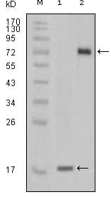 Figure 1: Western blot analysis using STYK1 mouse mAb against truncated STYK1 recombinant protein(1) and STYK1 (aa47-422)-hIgGFc transfected CHO-K1 cell lysate (2).