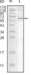 Figure 1: Western blot analysis using Influenza A virus Nucleoproteinmouse mAb against full-length recombinant Influenza A virus Nucleoprotein.