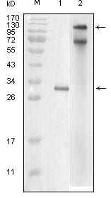 Figure 1: Western blot analysis using IKBKE mouse mAb against truncated IKBKE recombinant protein (1) and full-length IKBKE(aa1-716)-hIgGFc transfected COS7 cell lysate (2).