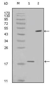 Figure 1: Western blot analysis using survivin mouse mAb against full-length survivin recombinant protein (1) and full-length survivin-GFP transfected Cos7 cell lysate (2).
