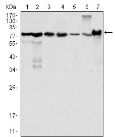 Figure 1: Western blot analysis using LPP mouse mAb against Hela (1), NIH/3T3 (2), COS (3), Caki (4), MCF-7 (5), HepG2 (6) and SMMC-7721 (7) cell lysate.