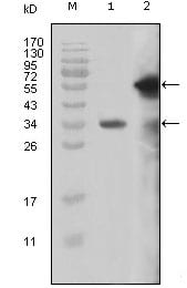 Figure 1: Western blot analysis using MLL mouse mAb against truncated MLL recombinant protein (1) and truncated GFP-MLL(aa3714-3969) transfected Cos7 cell lysate (2).